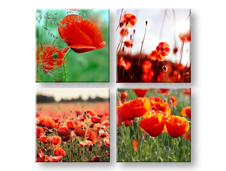 Πινακες σε καμβα Meadow of poppy poppies 4 τεμάχια κολάζ XOBKOL17E42