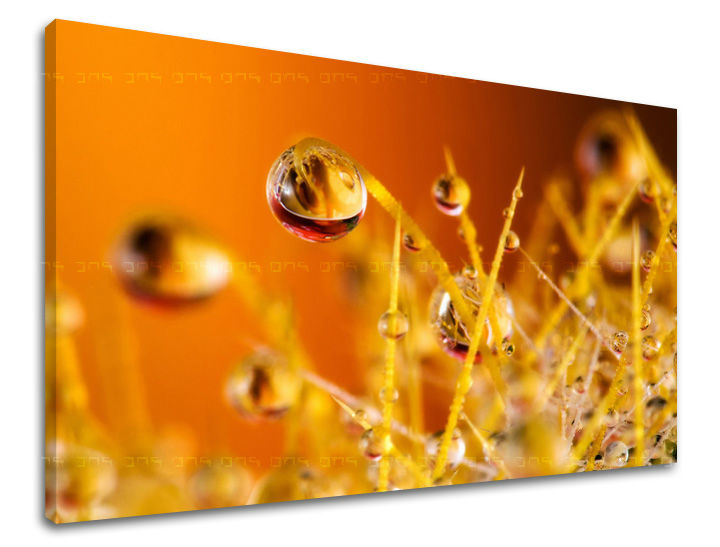 Πίνακας ζωγραφικής τοίχου RASTLINES 40x60 cm
