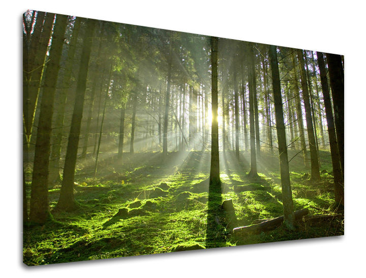 Πίνακας ζωγραφικής τοίχου TREES 60x90 cm