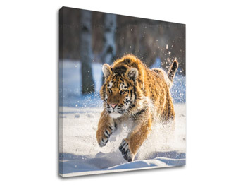 Ζωγραφική τοίχου ANIMALS_048-12