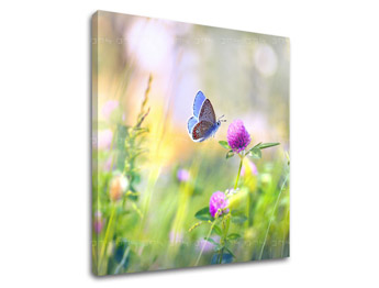 Ζωγραφική τοίχου COLORFUL FLOWERS_161-12