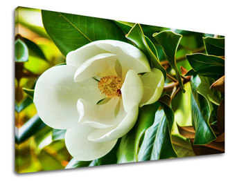 Ζωγραφική τοίχου FLOWERS KV003E11