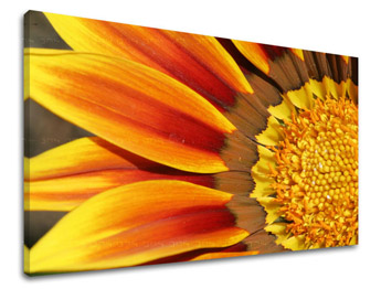Ζωγραφική τοίχου FLOWERS KV005E11