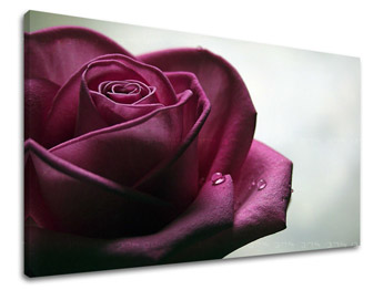 Ζωγραφική τοίχου FLOWERS OF ROSES XOBKV130E11