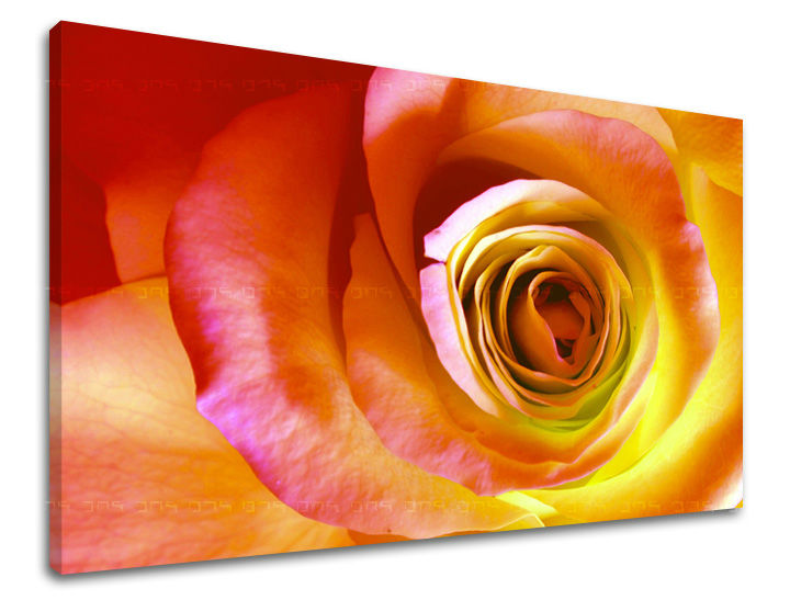 Ζωγραφική τοίχου FLOWERS OF ROSES XOBKV142E11